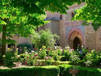 Flowering plants and trees in garden