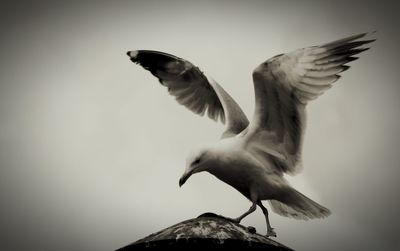 Low angle view of bird flying against sky