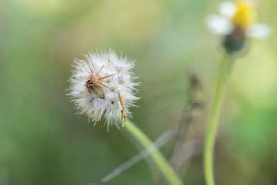 Close-up of dandelion flower