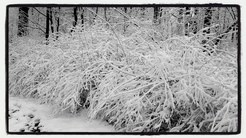 Snow covered field