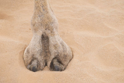 Close-up of camel foot in clear sand of desert