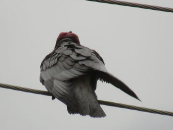 Low angle view of a bird