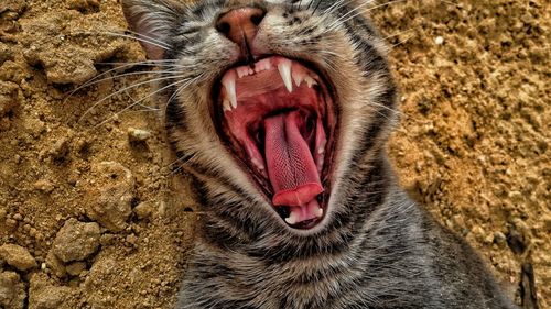 Close-up of cat yawning