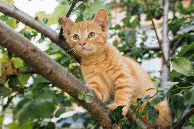 Low angle view of cat on tree