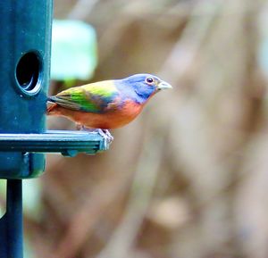 Painted bunting on the feeder