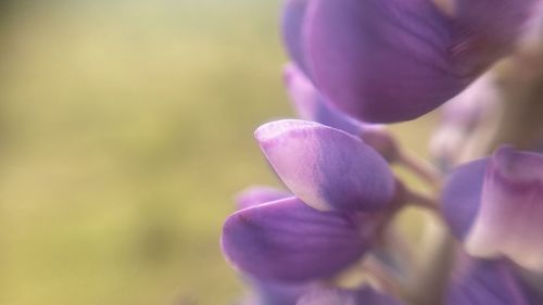 Close-up of purple flowering plant