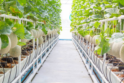 Plants growing in greenhouse