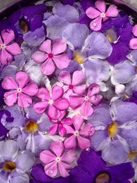 Full frame shot of pink flowers