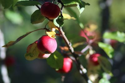 Close-up of red berries growing on tree