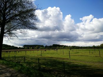 Scenic view of field against sky