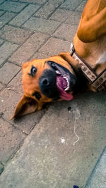 Portrait of dog sticking out tongue