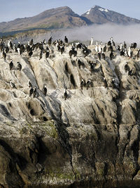 Group of cormorants on rocks at shore against sky