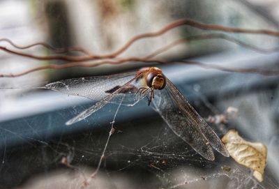 Close-up of spider on web