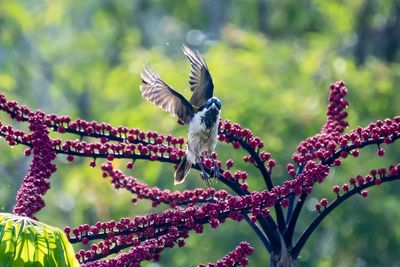 Blue-faced honey eater bird in flight