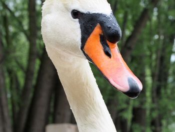 Close-up of swan