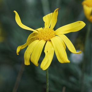 Close-up of yellow flowering plant