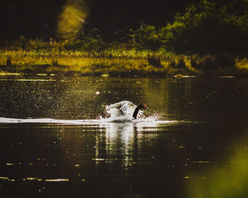 Duck swimming in a lake