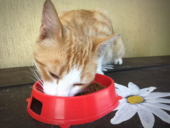 Close-up of cat with red eyes closed