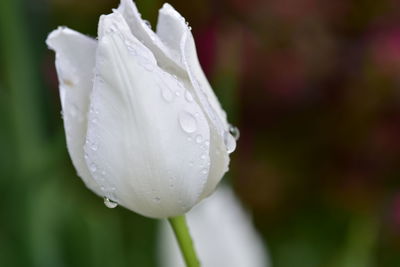 Close-up of wet white rose flower