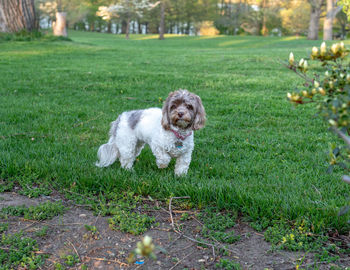 Dog running in park