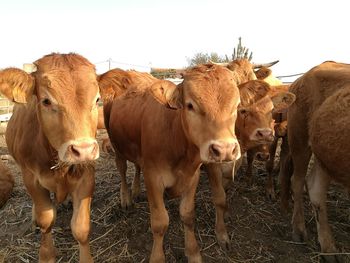 Portrait of cows standing on field against sky