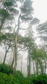 Trees in forest against sky