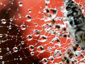 Full frame shot of spider web