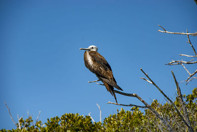 There is a large colony of magnificent frigatebirds  found at adolfo lopez mateos in baja california