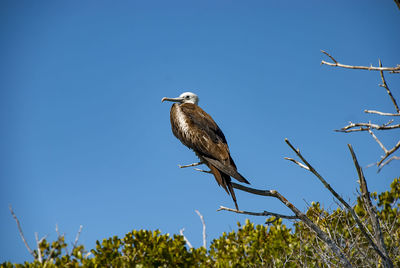 Low angle view of bird perching on branch against sky