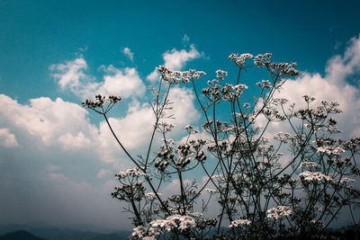 Low angle view of flowering plants against sky