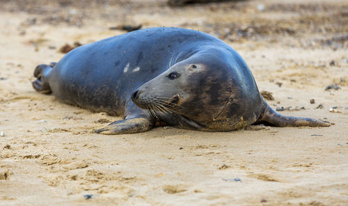 High angle view of sea lion on beach