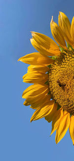 Low angle view of sunflower against clear blue sky