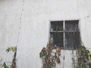 Ivy growing on wall of building