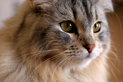 Close-up portrait of cat