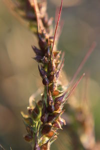 Close-up of flower buds