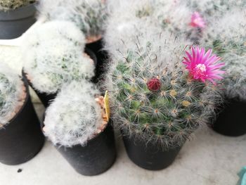 High angle view of succulent plants in pot