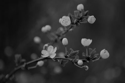 Close-up of flowers blooming on tree