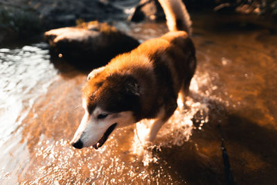 High angle view of dog in water