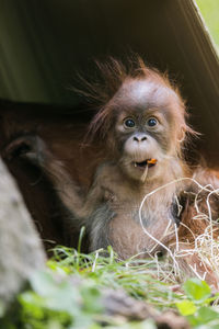 Funny portrait of young monkey