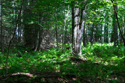 Trees in forest