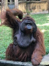 Monkey sitting in a zoo