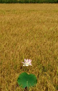 High angle view of flowering plants on field