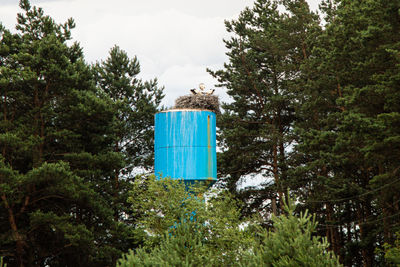 Low angle view of bird on a tree