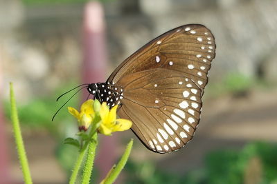 Close-up of butterfly pollinating on yellow flower