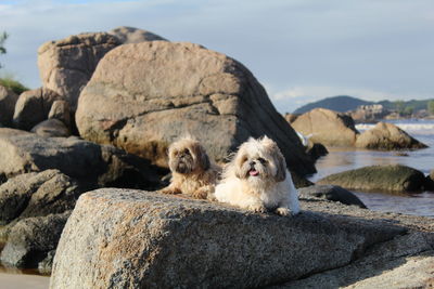 View of sheep on rock by sea against sky