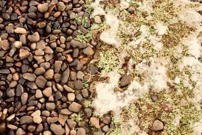 Full frame shot of tree