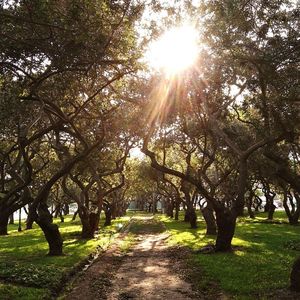 Sun shining through trees in sunlight