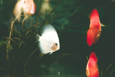 Close-up of fish swimming in sea