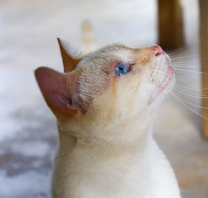 Close-up of a cat looking away