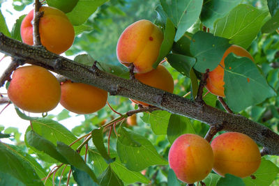 Close-up of fruits on tree